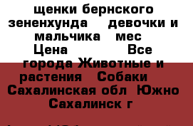 щенки бернского зененхунда. 2 девочки и 2 мальчика(2 мес.) › Цена ­ 22 000 - Все города Животные и растения » Собаки   . Сахалинская обл.,Южно-Сахалинск г.